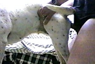 Tearing dog’s ass with hard cock