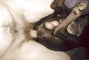 Male spearing dog’s anal hole
